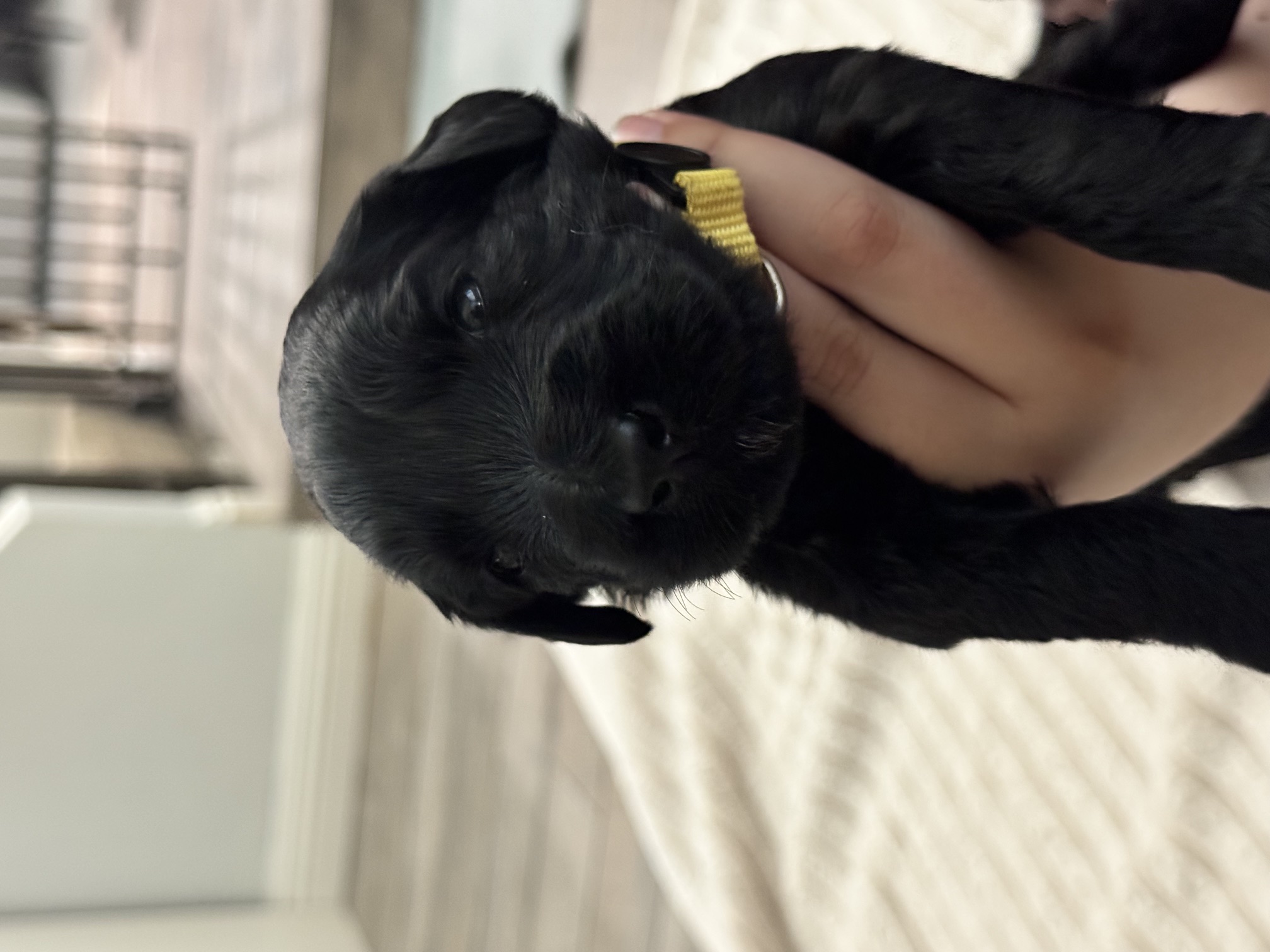 Yellow Girl Giant Schnoodle puppy